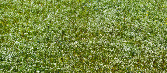 Panoramic aerial view of blooming chamomile field. Green grass. Summer floral pattern. Setomaa, Estonia. Wildflowers close-up. Environmental conservation, gardening, alternative medicine, ecotourism © Alex Stemmer