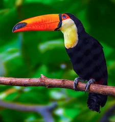 Cercles muraux Toucan Toco toucan on branch