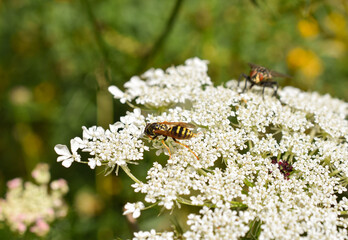 Wildbienen auf wilder Möhre