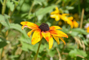 Rudbeckie mit Wildbiene