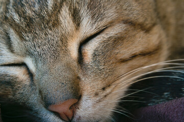 close up of a cat