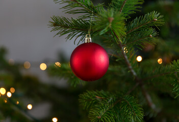 Christmas red ball hanging on pine branches with festive background.