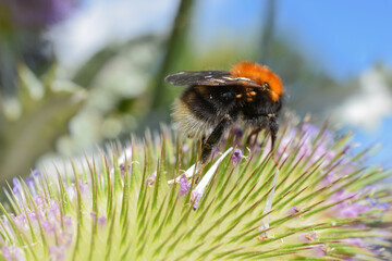 Hummel