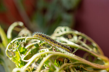 Kohlweißling - Raupe