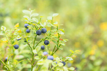 luxurious ripe blueberry bushes in the wild forest
