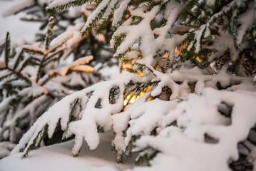 Snowy Christmas tree branches and yellow light under them