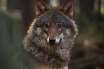 gray wolf portrait