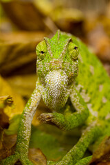 Fototapeta premium Close-up of green chameleon eye