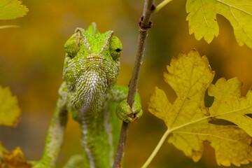 Green chameleon on a tree.