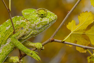 Green chameleon on a tree