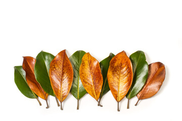 Hojas verdes y marrones secas de magnolia sobre un fondo blanco liso y aislado. Vista superior. Copy space