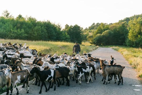 Senior male herder walking behind herd of goats on road