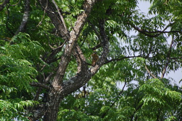 Fototapeta premium Woodpecker on the tree