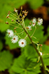 flowers on a green background
