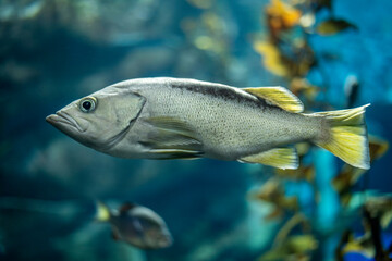 Blue rockfish (Sebastes mystinus)