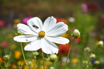 Cosmea mit Wildbiene