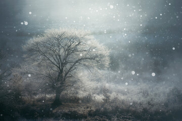 frozen tree and snow falling in frozen winter landscape