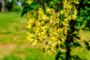 Laburnum plant (Laburnum anagyroides) blooming at spring in a park