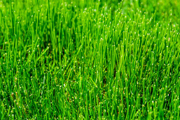 Background of the green grass. Eco concept. Selective focus