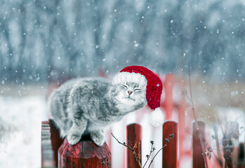 new year cute cat in a christmas red hat sitting in the winter garden on the fence under falling...