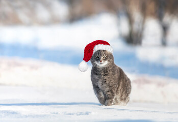 new year card cute cat in a christmas red hat sitting in the winter garden on white snow