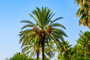 Fototapeta na wymiar Bunches of ripe fruits on a green date palm tree