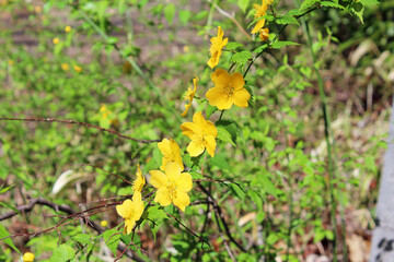 ヤマブキ　山吹
