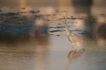 Grey Heron and reflection on water at Tubli bay, Bahrain. A double exposure image
