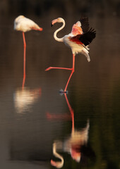 Greater Flamingos landing at Tubli bay in the morning with striking reflection, Bahrain