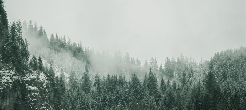 Fototapeta Amazing mystical rising fog forest snow snowy trees landscape snowscape in black forest ( Schwarzwald ) winter, Germany panorama banner - dark mood.