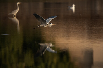 Grey Heron flying at Tubli bay with reflecton on water, Bahrain