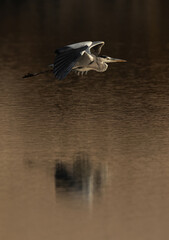 Grey Heron in flight at Tubli bay, Bahrain