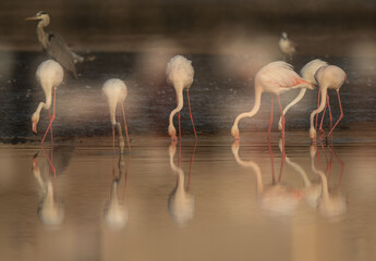 A double exposed image of Greater Flamingos feeding at Tubli bay in the morning, Bahrain