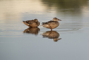 Northern Shovelers at Tubli bay, Bahrain