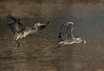 Grey Heron chasing other to snatch the fish from the mouth, Tubli bay, Bahrain