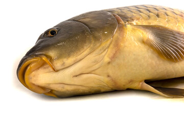 Big carp head isolated on white.