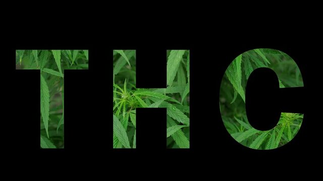 The word THC in the form of marijuana leaves, on a black background for montage. THC has more narcotic elements