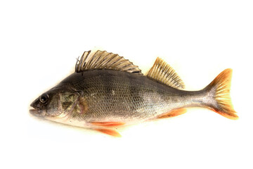 Fototapeta premium Freshwater perch isolated on white