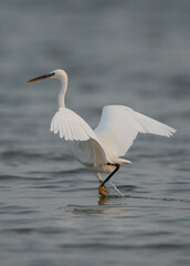 Western reef egret white morphed fishing at Eker, Bahrain