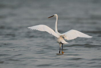 Fototapeta premium Western reef heron fishing near sanad mangrove, Bahrain