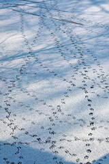 Traces of ducks and geese on the frozen pond in the spa gardens of Wiesbaden / Germany 