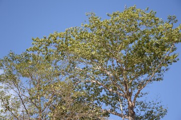 Obraz premium large tree in nature garden