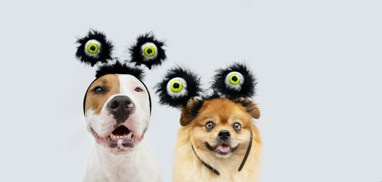 Banner funny portrait american staffordshire  and pomeraninan dog celebrating halloween and carnival wearing a diadem with eyes costume. Isolated on gray background
