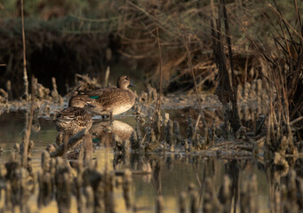 A pair of Common Teal at Asker marsh, Bahrain