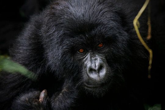 Africa, Democratic Republic Of Congo, Mountain Gorilla, Silverback In Jungle