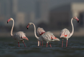 Greater Flamingos at Eker creek in the morning, Bahrain