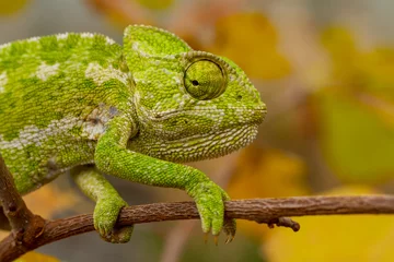Selbstklebende Fototapeten Green chameleon on a tree © mehmetkrc