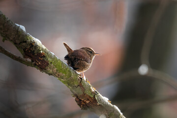 The Eurasian wren sitting on a twig, Troglodytes troglodytes, a bird that makes interesting sounds, sings beautifully, small, fast and agile, builds a nest in the windings