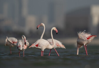 Greater Flamingos at Eker creek in the morning, Bahrain
