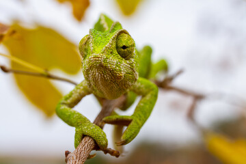 Close-up of green chameleon eye